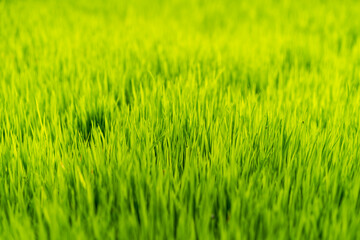 Rice field green grass background.