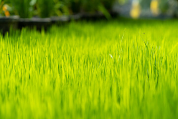 Rice field green grass background.