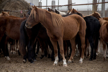 A herd of wild horses in a paddock in western Kazakhstan. A bay horse with a long mane among other...