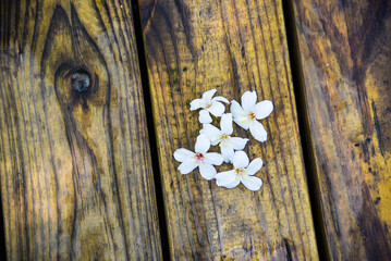 Vernicia fordii (Tung oil flower) and wood in the mountains