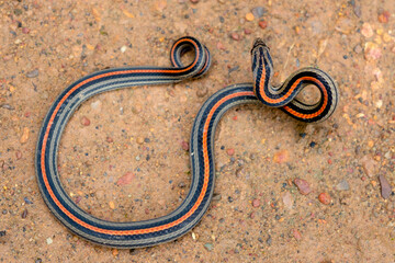 a beautiful little black snake with orange stripes along the body