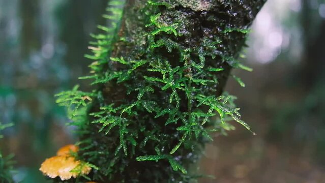 A footage of moss, mushroom in forest of Springbrook National Park, Queensland, Australia