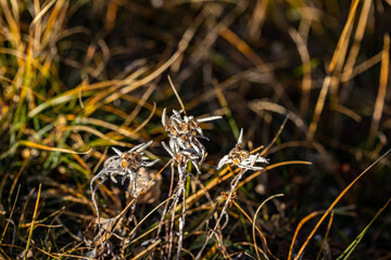 Leontopodium nivale flower growing in mountains, close up	