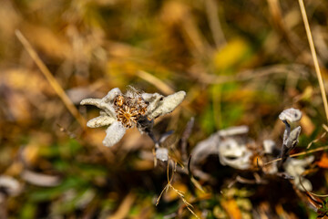 Leontopodium nivale flower growing in mountains, close up	