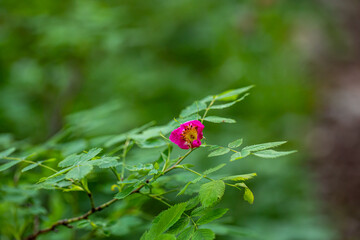 Rosa pendulina flower growing in mountains, close up	