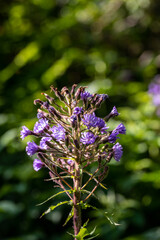 Cicerbita alpina flower growing in mountains, close up	