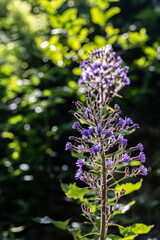 Cicerbita alpina flower growing in mountains, close up	
