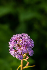 Cicerbita alpina flower growing in mountains, close up	