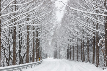 snow covered road