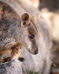 rock wallaby on magnetic island in townsville