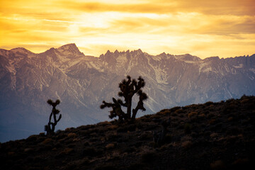 Joshua trees with mountain landscape during sunset