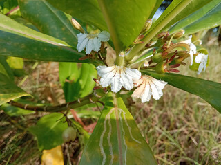 Close-up of beautiful white flowers of beach naupaka (Scaevola taccada). It is also known as beach cabbage or sea lettuce.