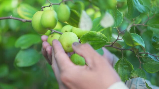 Close up hand farmers harvesting jujube fruit in an agricultural Jujube farm. 