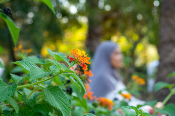 Close-up colorful wildflowers