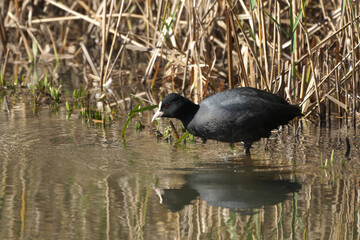 池に佇むオオバン