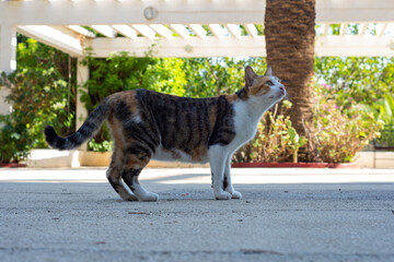Cute cat walking in the garden on a beautiful sunny day.