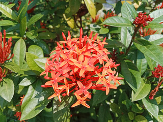 Close up of beautiful orange spike flower. Asoka flower or Ixora Chinensis, commonly known as...