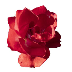 Red rose isolated on  transparent background