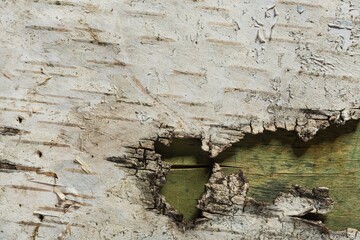 Birch bark is a woody layer. Light background - abstract pattern of black and white stripes
