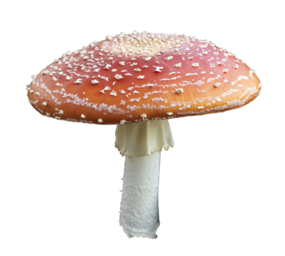 Close up of Amanita Muscaria Mushrooms  isolated on white background. It is an inedible mushroom.