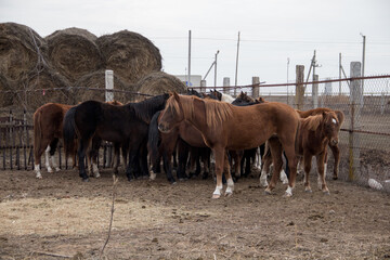 A herd of wild horses in a paddock in western Kazakhstan. Many beautiful horses of different breeds...