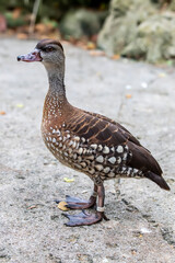 The spotted whistling duck (Dendrocygna guttata) is a member of the duck family Anatidae.
It is distributed throughout the southern Philippines, Wallacea and New Guinea. 