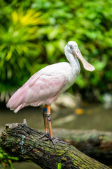 The roseate spoonbill is a gregarious wading bird of the ibis and spoonbill family. 
It is a resident breeder in South America.
Adults have a bare greenish head and a white neck, back and breast. 