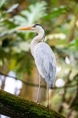 The grey heron (Ardea cinerea) is a long-legged predatory wading bird of the heron family, Ardeidae, native throughout temperate Europe and Asia and also parts of Africa.