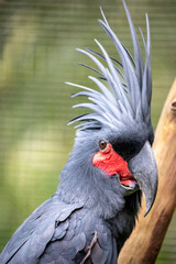 The palm cockatoo (Probosciger aterrimus) is a large smoky-grey or black parrot of the cockatoo...