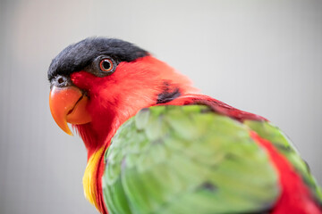 The yellow-bibbed lory (Lorius chlorocercus) perches on the branch. 
It is a species of parrot in...