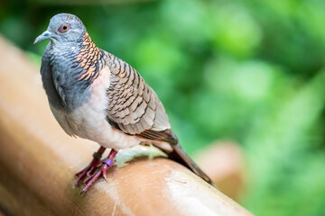 The bar-shouldered dove (Geopelia humeralis) is native to Australia and southern New Guinea.
The dove has a blue-grey breast with chequered brown-bronze wings.