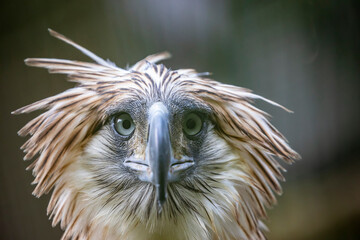 The Philippine eagle (Pithecophaga jefferyi) is a critically endangered species of eagle which is...