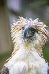 The Philippine eagle (Pithecophaga jefferyi) is a critically endangered species of eagle which is endemic to forests in the Philippines. 
It is considered the largest of the extant eagles.
