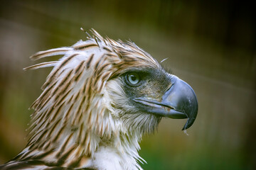 The Philippine eagle (Pithecophaga jefferyi) is a critically endangered species of eagle which is...