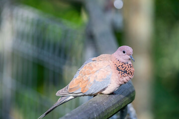 a Laughing dove stands on the branch.
A rufous and black chequered necklace gives it a distinctive pattern and is also easily distinguished from other doves by its call.