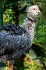 The southern screamer (Chauna torquata) is a species of bird in family Anhimidae of the waterfowl order Anseriformes. It is found in Argentina, Bolivia, Brazil, Paraguay, Peru, and Uruguay