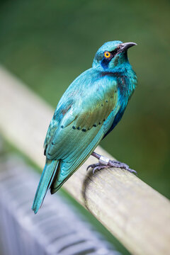 The lesser blue-eared starling (Lamprotornis chloropterus) is a species of starling in the family Sturnidae.
There is a stripe through the eye that sometimes looks black and sometimes deep purple.