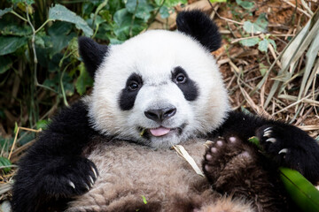 Fototapeta na wymiar The baby giant panda 
