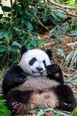 Fototapeta premium The baby giant panda 