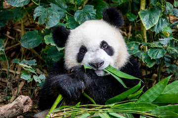 The baby giant panda 