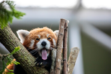 a red panda has tongue out with funny face. 
It is a mammal native to the eastern Himalayas and...