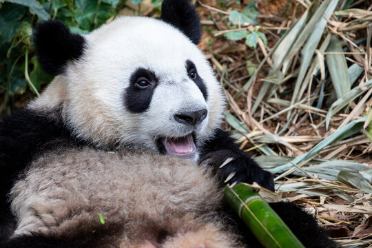 The baby giant panda "Lele" (Ailuropoda melanoleuca) is lying down in River Safari Singapore. 
This is kind of enrichment activity in zoo. 
A bear native to south central China. 