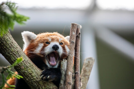 Red panda funny video sale