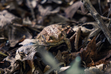 frog on the ground
