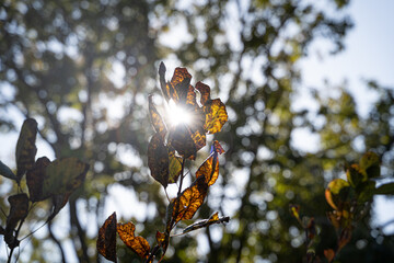 木漏れ日　紅葉