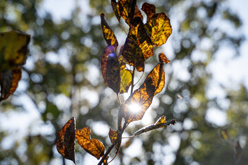 木漏れ日　紅葉