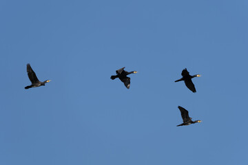 渡り鳥　羽ばたく　大空