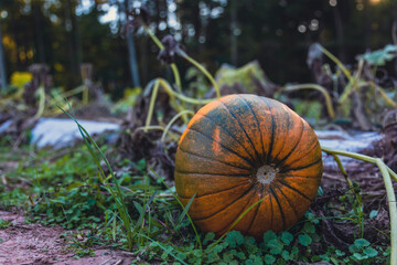 pumpkin on the grass