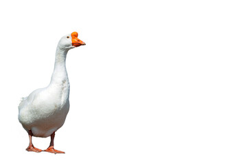 White goose on a white background close-up