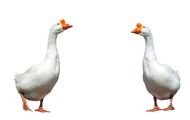 White goose on a white background close-up.